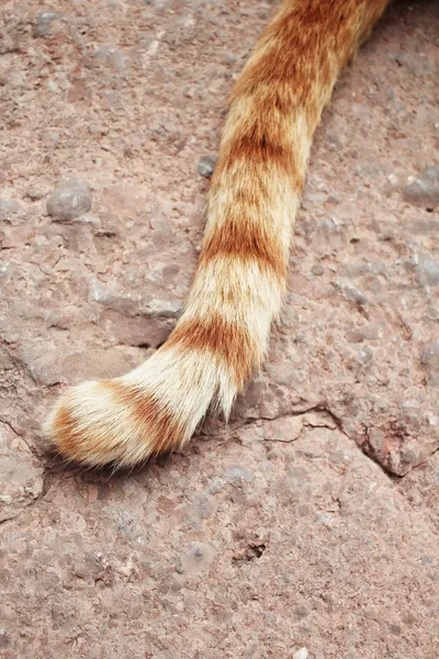 Cola de gato — Foto de Stock