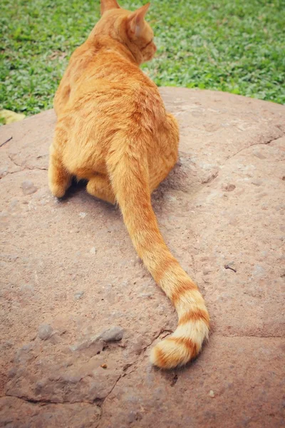 Coda di un gatto — Foto Stock