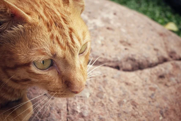 Gato mirando —  Fotos de Stock