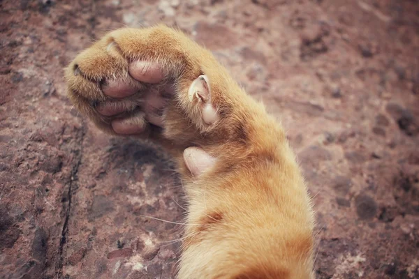 Piedi di gatto — Foto Stock