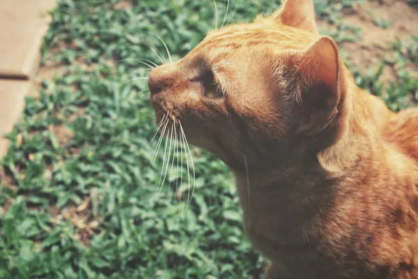 Olho de gato — Fotografia de Stock