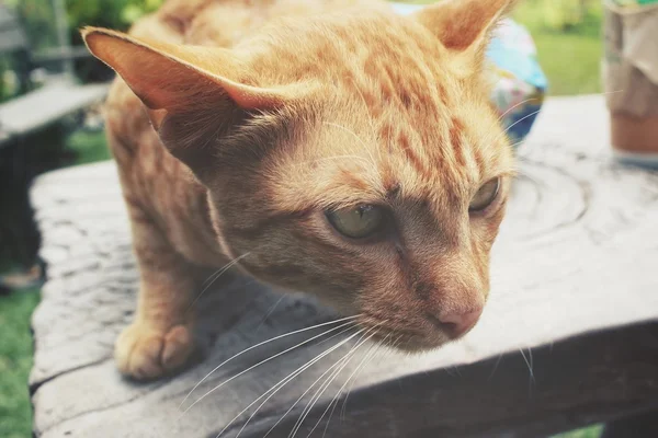 Gato mirando —  Fotos de Stock