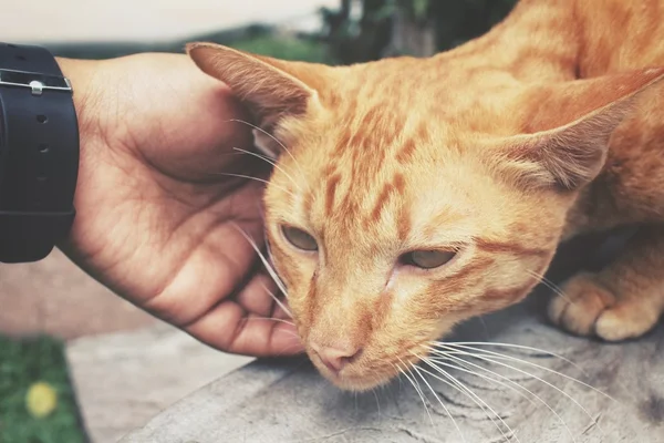 Chat jouant avec la main — Photo