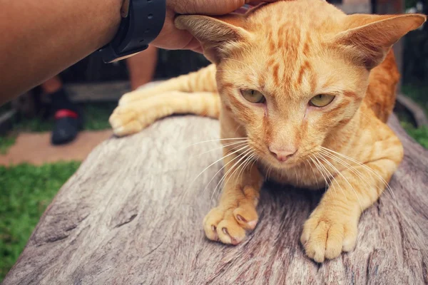 Gato jugando con mano — Foto de Stock