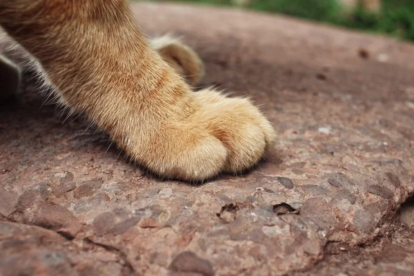 Piedi di gatto — Foto Stock