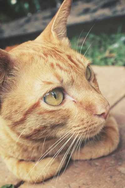 Gato mirando —  Fotos de Stock