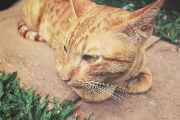 Gato mirando —  Fotos de Stock