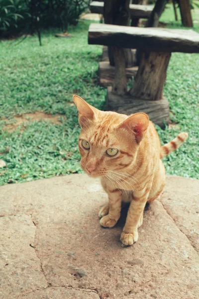 A macska látszó — Stock Fotó