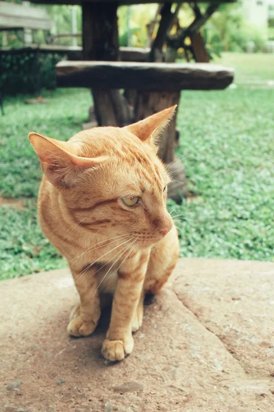 Cat looking — Stock Photo, Image