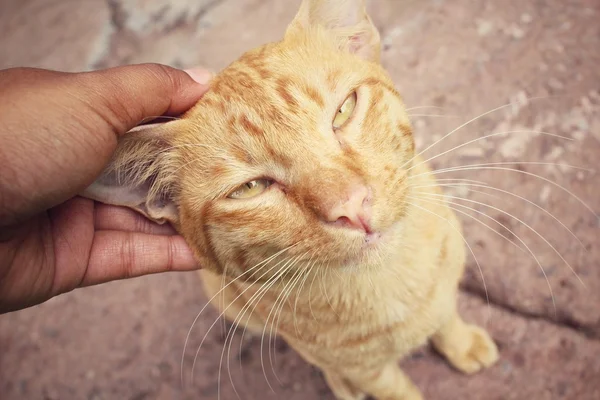 Gato jugando con mano — Foto de Stock