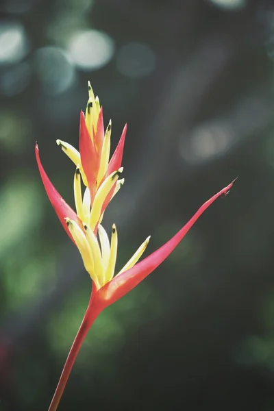 Paradijsvogel bloemen — Stockfoto