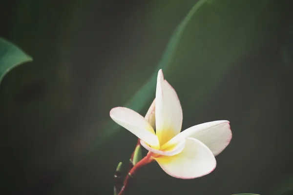 Flor de frangipani branco na árvore — Fotografia de Stock