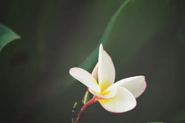 Fleur frangipani blanche sur l'arbre — Photo