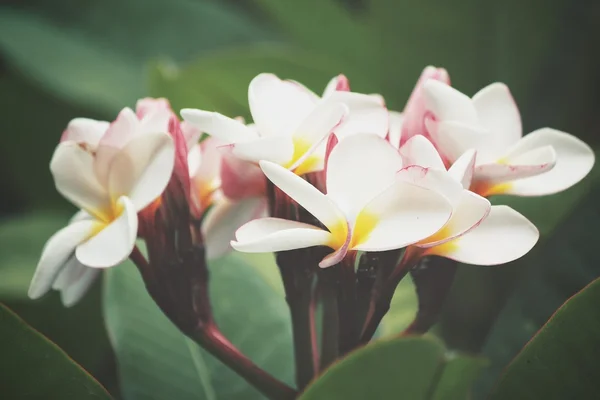 Flori frangipani albi pe copac — Fotografie, imagine de stoc