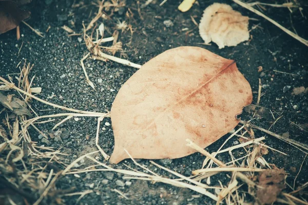 Dried leaves — Stock Photo, Image