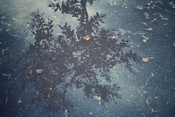 Drzewo z cienia na wodzie — Zdjęcie stockowe