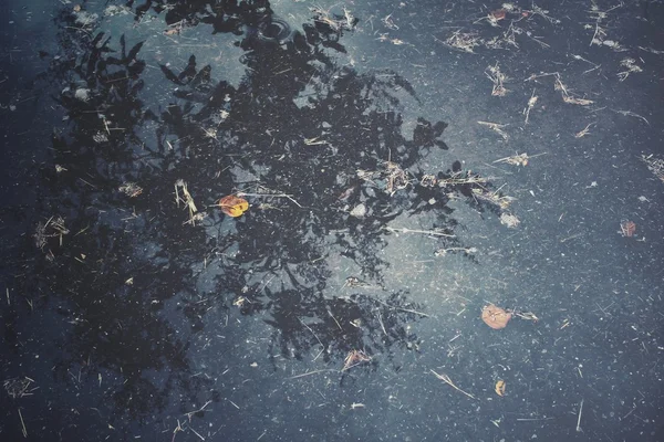 Tree with shadow on water — Stock Photo, Image