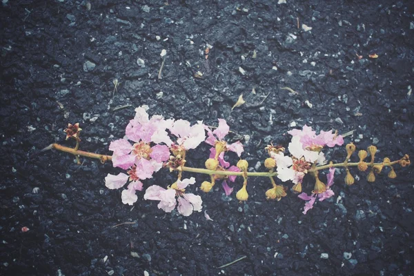 Flores cor de rosa — Fotografia de Stock