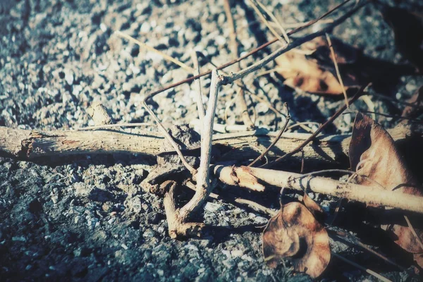 Gedroogde bladeren — Stockfoto