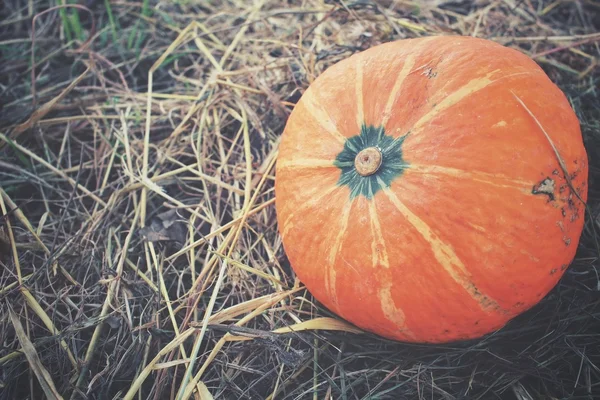 Calabazas frescas sobre hierba seca —  Fotos de Stock