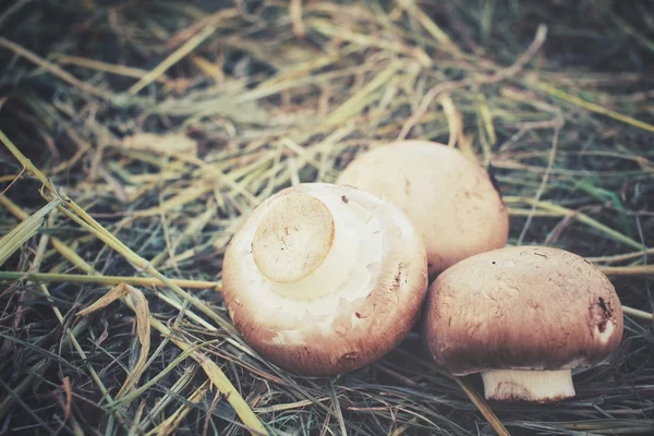 Cogumelos Champignon na grama seca — Fotografia de Stock