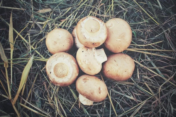 Kurutulmuş çim üzerinde champignon mantar — Stok fotoğraf