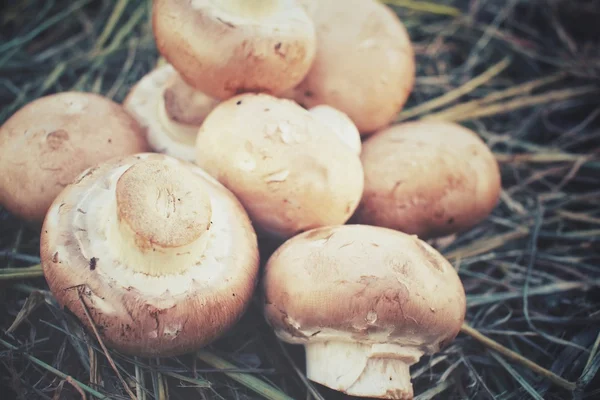 Champignon paddestoelen op gedroogd gras — Stockfoto