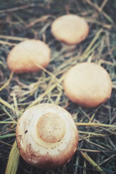 Cogumelos Champignon na grama seca — Fotografia de Stock