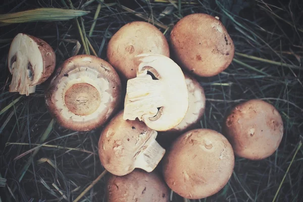 Kurutulmuş çim üzerinde champignon mantar — Stok fotoğraf