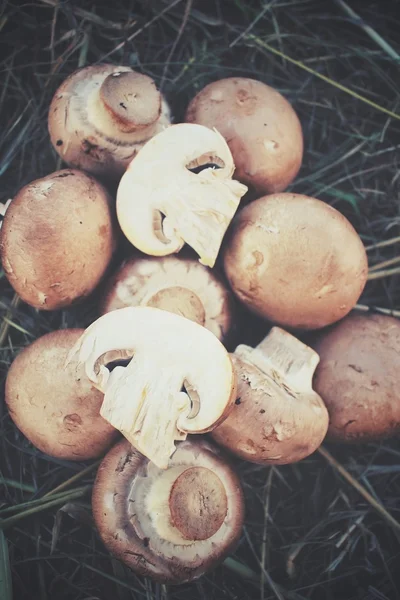 Champignon mushrooms on dried grass — Stock Photo, Image