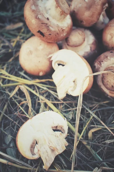 Champignon mushrooms on dried grass — Stock Photo, Image