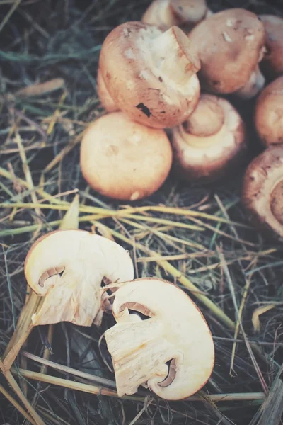 Champignon mushrooms on dried grass — Stock Photo, Image