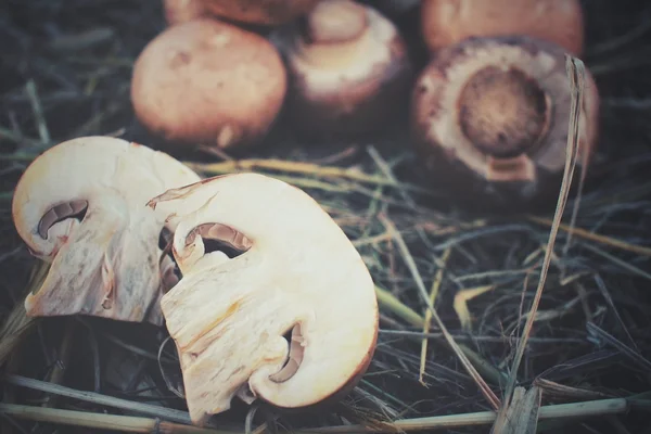 Kurutulmuş çim üzerinde champignon mantar — Stok fotoğraf