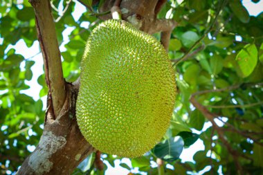 Ağaçta taze yeşil meyveler