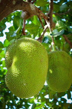 Ağaçta taze yeşil meyveler