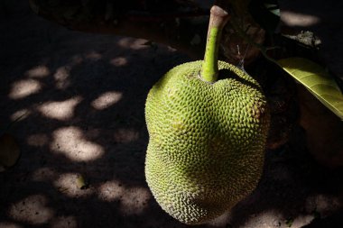 Ağaçta taze yeşil meyveler