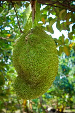 Ağaçta taze yeşil meyveler
