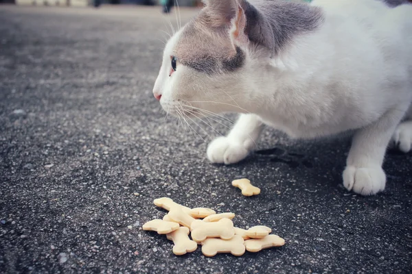 Gatto mangiare — Foto Stock