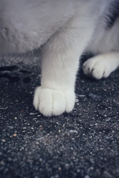 A macska lába — Stock Fotó