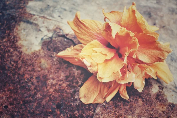 Ibišek květ - oranžový květ — Stock fotografie