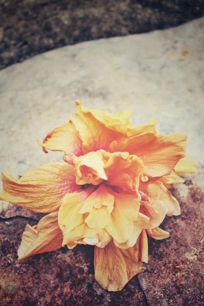 Hibiscus flower - orange flower — Stock Photo, Image