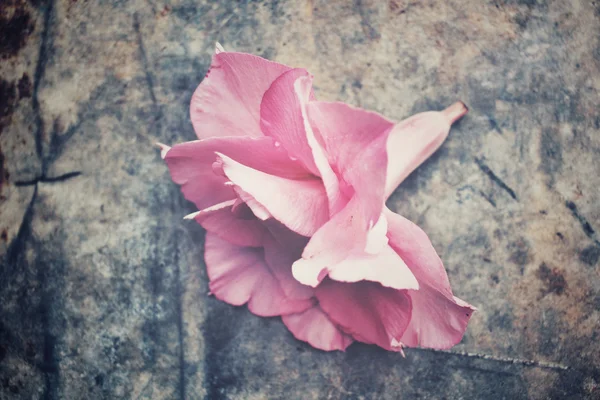 Pink flowers — Stock Photo, Image