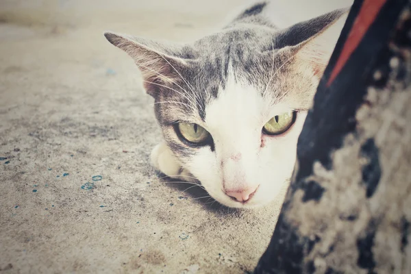 Gato mirando —  Fotos de Stock