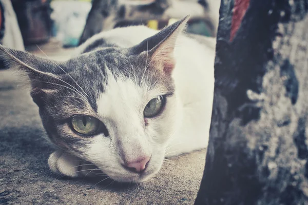 Gato mirando —  Fotos de Stock