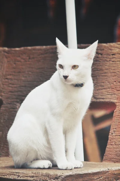 Katzenblick — Stockfoto