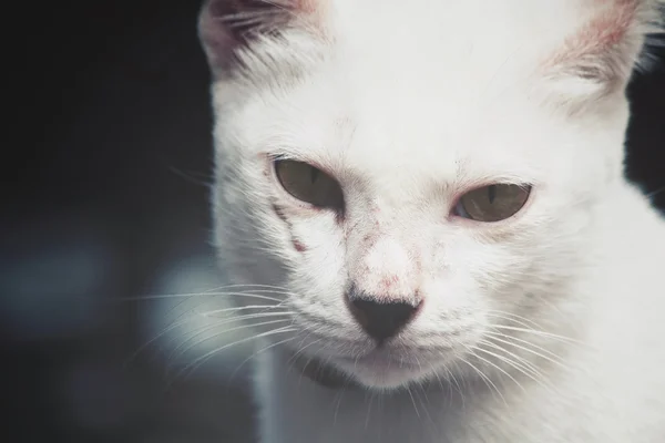 Olho de gato — Fotografia de Stock