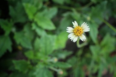 Vintage bahar çiçekleri