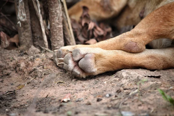 Pé de cão — Fotografia de Stock