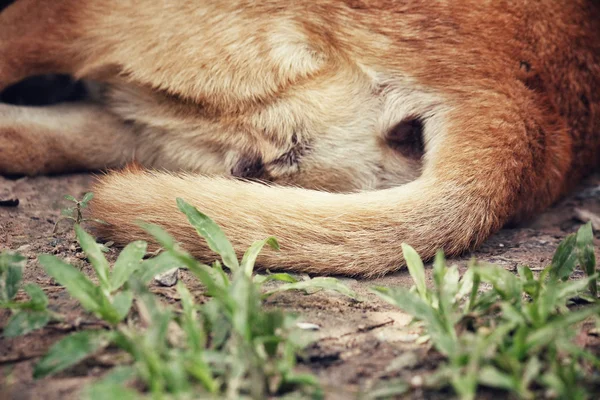 Coda di cane — Foto Stock