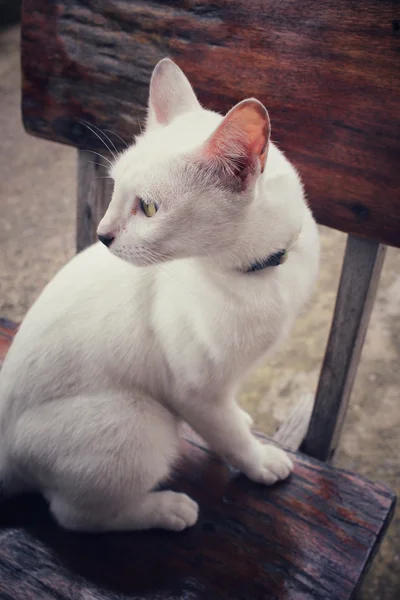 Cat looking — Stock Photo, Image